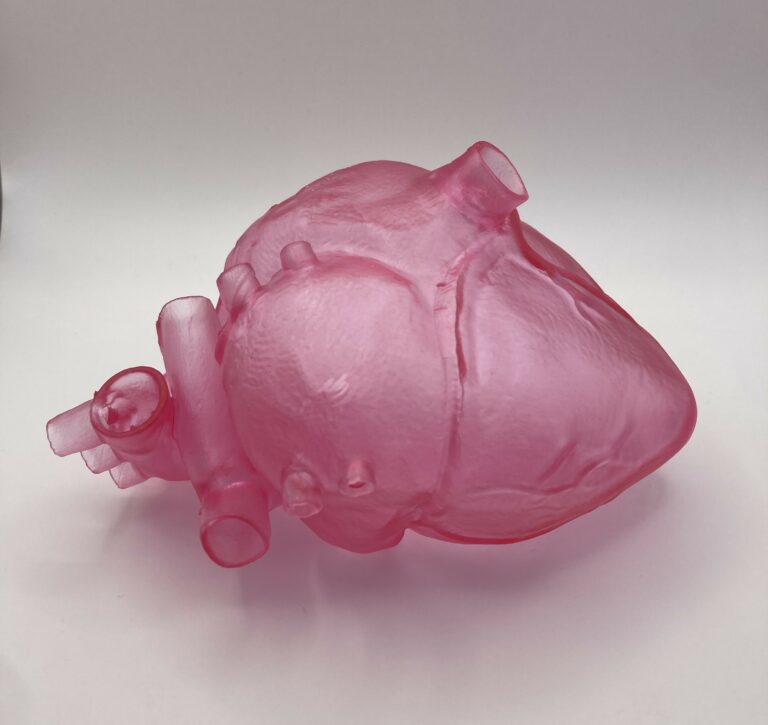 Modèle anatomique cœur humain factice impression 3D résine souple outil pédagogique médical — TiPi3D